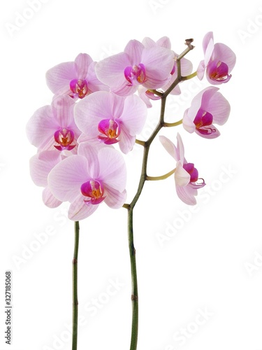 Pinkorchid phalaenopsis close up isolated