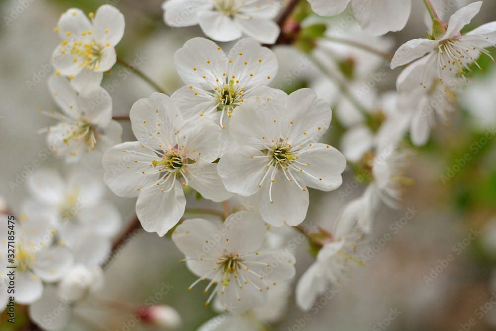 The spring blooming of fruit trees, cherry. The spring blooming of fruit trees, cherry.