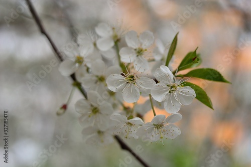 The spring blooming of fruit trees, cherry.