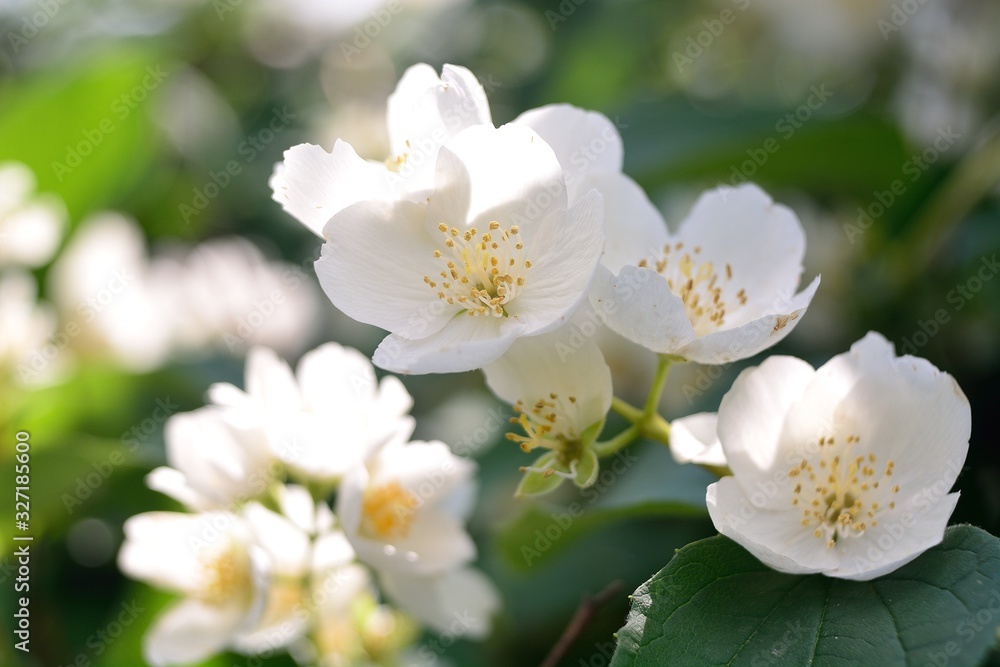 Fototapeta premium Jasmine blossom, summer