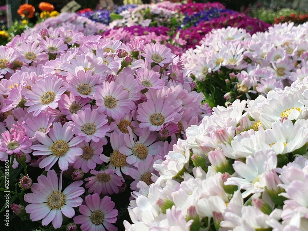 A closeup of the beautiful daisy flowers