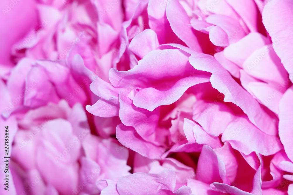 peony blossom close up, romantic blurry background, wedding, greeting, background