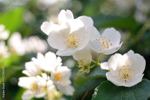 Jasmine blossom, summer