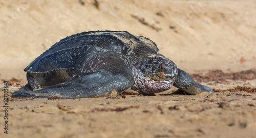 Leatherback turtle on beach