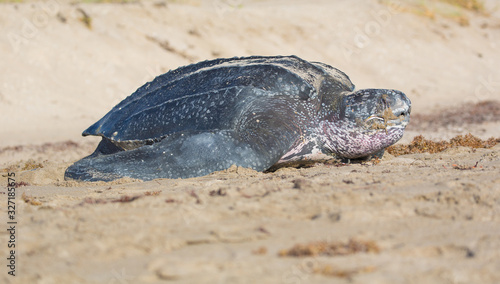 Leatherback turtle climbing out of nesting trench