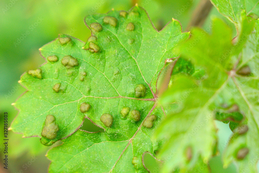 diseases of grape leaves Eriophyes colomerus vitis. Sick vine leaf diseases of grape leaves Eriophyes colomerus vitis. Sick vine leaf