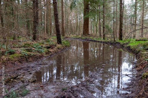 Flooded forest trail after winter rainfall