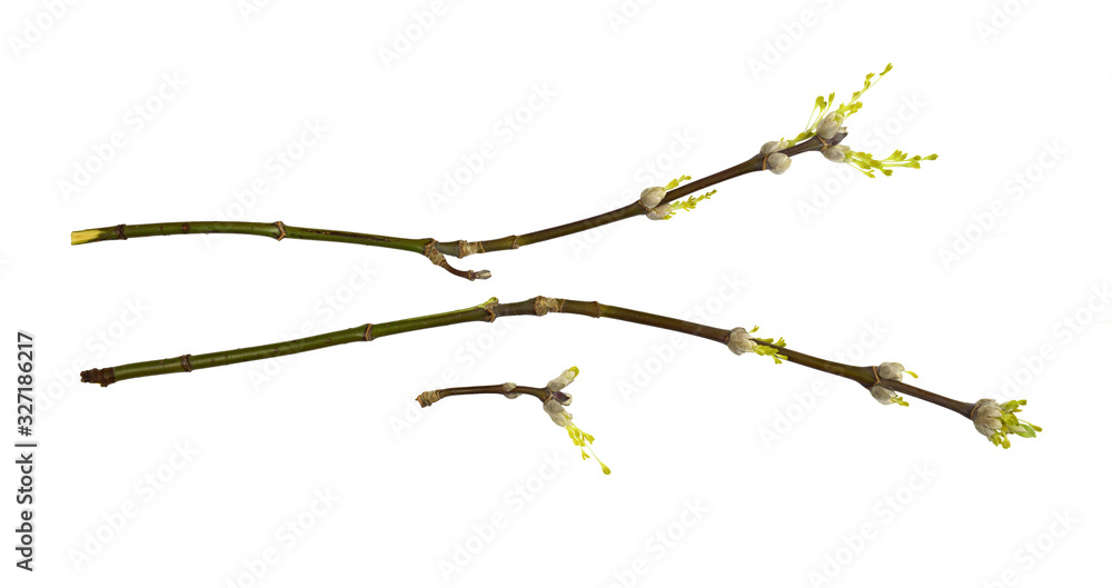 Set of spring twigs with sprouted buds