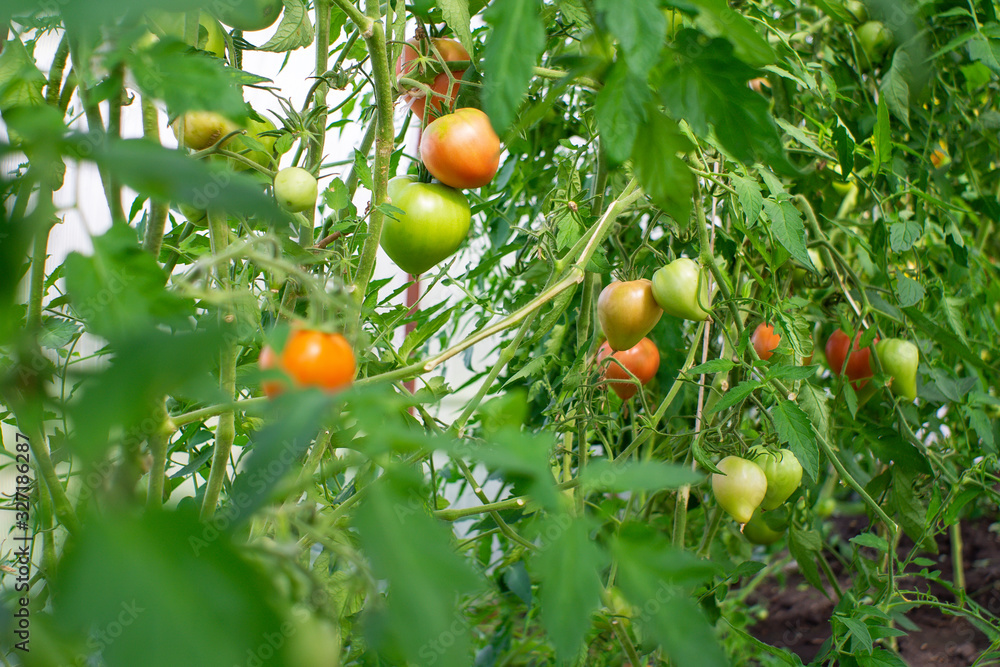 growing tomatoes in a greenhouse. green and red tomatoes on the branches of plants growing tomatoes in a greenhouse. green and red tomatoes on the branches of plants