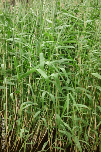 沼部の藪、青々と鬱蒼と茂る繁みと木の葉