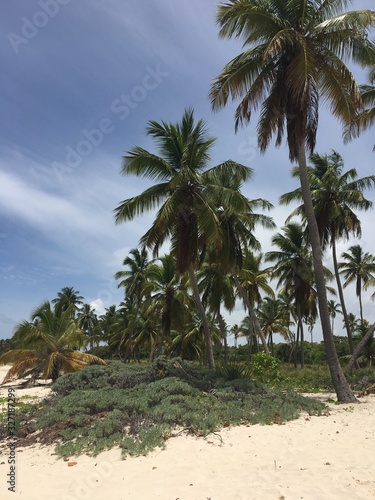 Palm oasis on a Caribbean coast