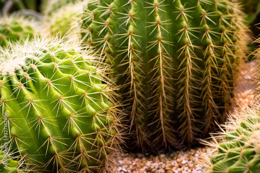 natural background with cactus texture, a plant with thorns natural background with cactus texture, a plant with thorns