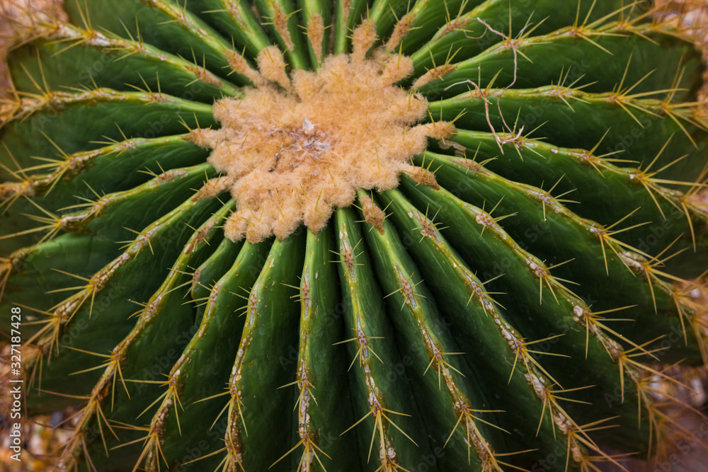natural background with cactus texture, a plant with thorns natural background with cactus texture, a plant with thorns