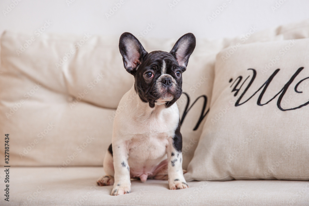 French bulldog puppy sitting on the couch, looking at the camera, Studio French bulldog puppy sitting on the couch, looking at the camera, Studio