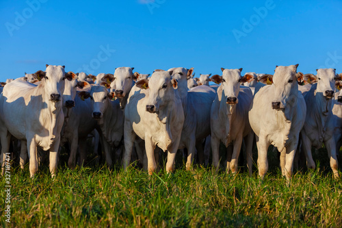 Gado Nelore, rebanho de bois da raça Nelore no pasto, pecuária brasileira, agronegócio