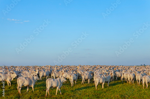 Gado Nelore, rebanho de bois da raça Nelore no pasto, área livre para texto