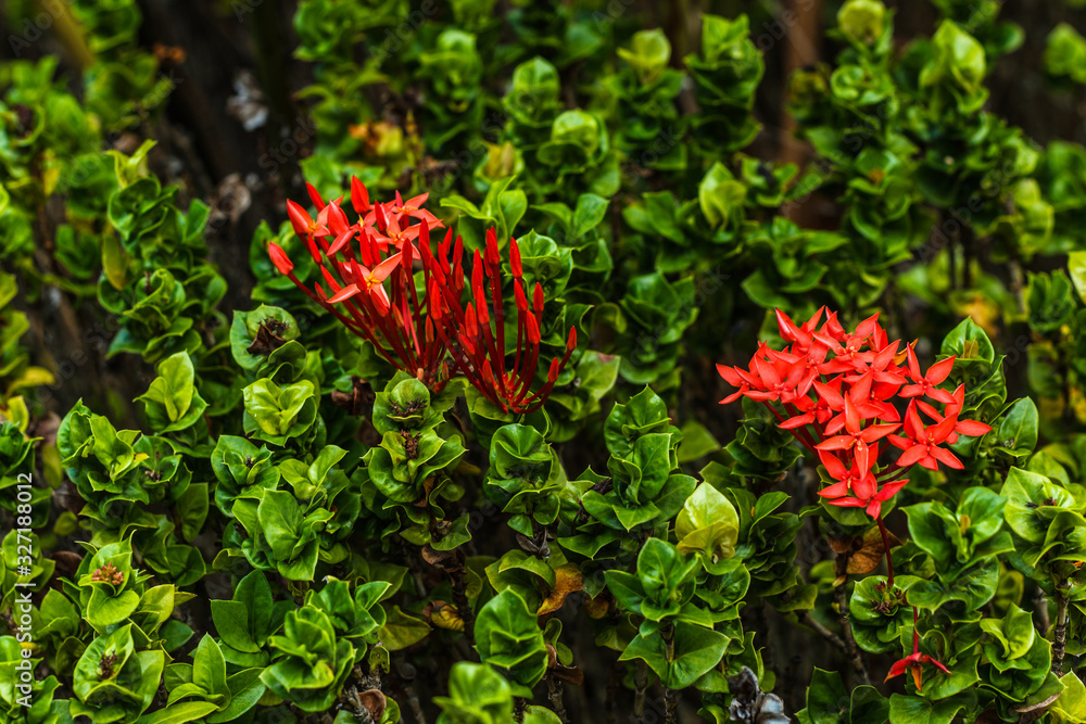 Beautiful Red spike flower. King Ixora blooming (Ixora chinensis). Rubiaceae flower in the garden. Beautiful Red spike flower. King Ixora blooming (Ixora chinensis). Rubiaceae flower in the garden.
