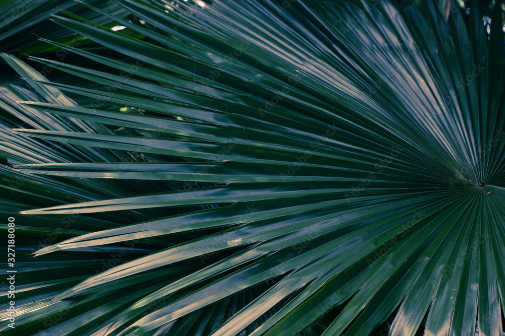 Obraz premium natural background with palm leaves, summer texture, concept