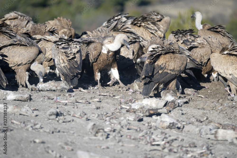 Obraz premium buitre 