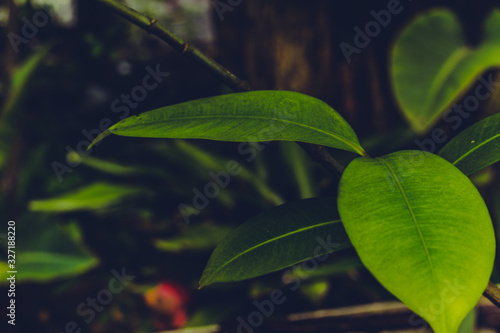 green leaves of ficus, nature in summer, natural background