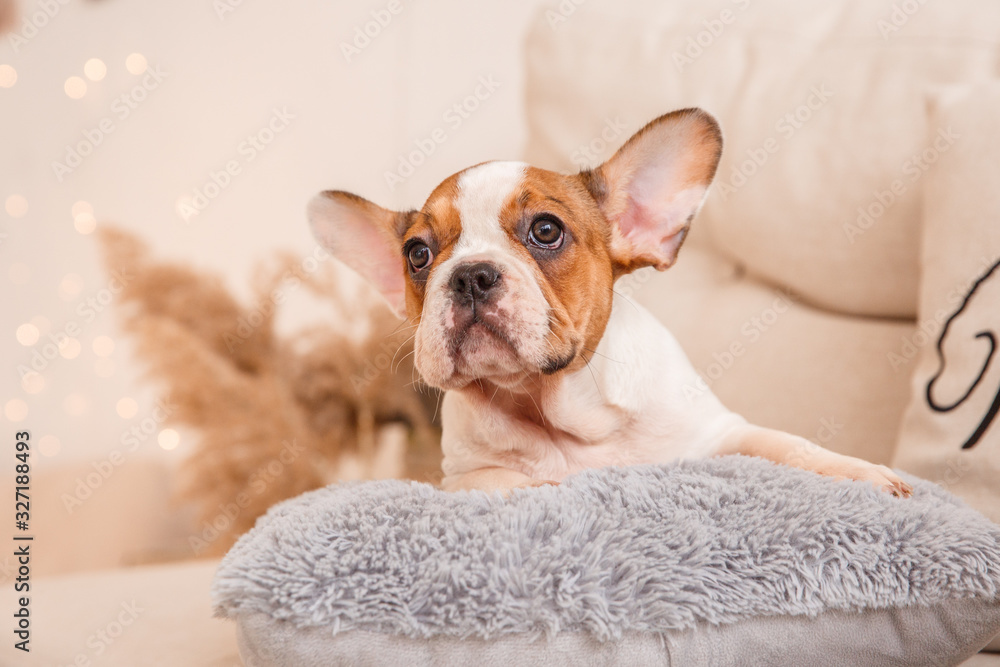 French bulldog puppy sitting on the couch, looking at the camera, Studio French bulldog puppy sitting on the couch, looking at the camera, Studio