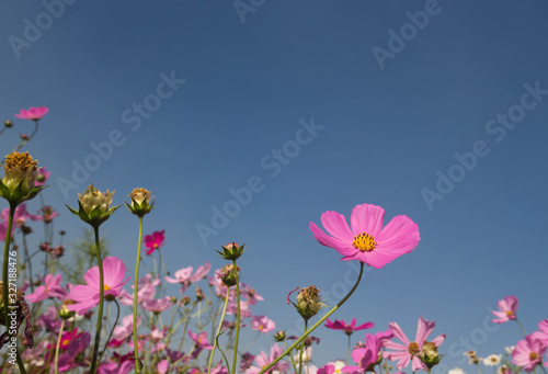 pink cosmos flower