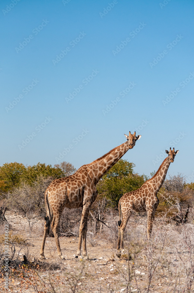 Fototapeta premium Angolan Giraffes - Giraffa giraffa angolensis-walking through the bushed of Etosha National Park, Namibia