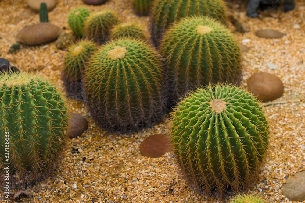 prickly plant that grows in the desert, cacti of different sizes prickly plant that grows in the desert, cacti of different sizes