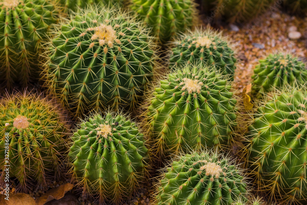 prickly plant that grows in the desert, cacti of different sizes prickly plant that grows in the desert, cacti of different sizes