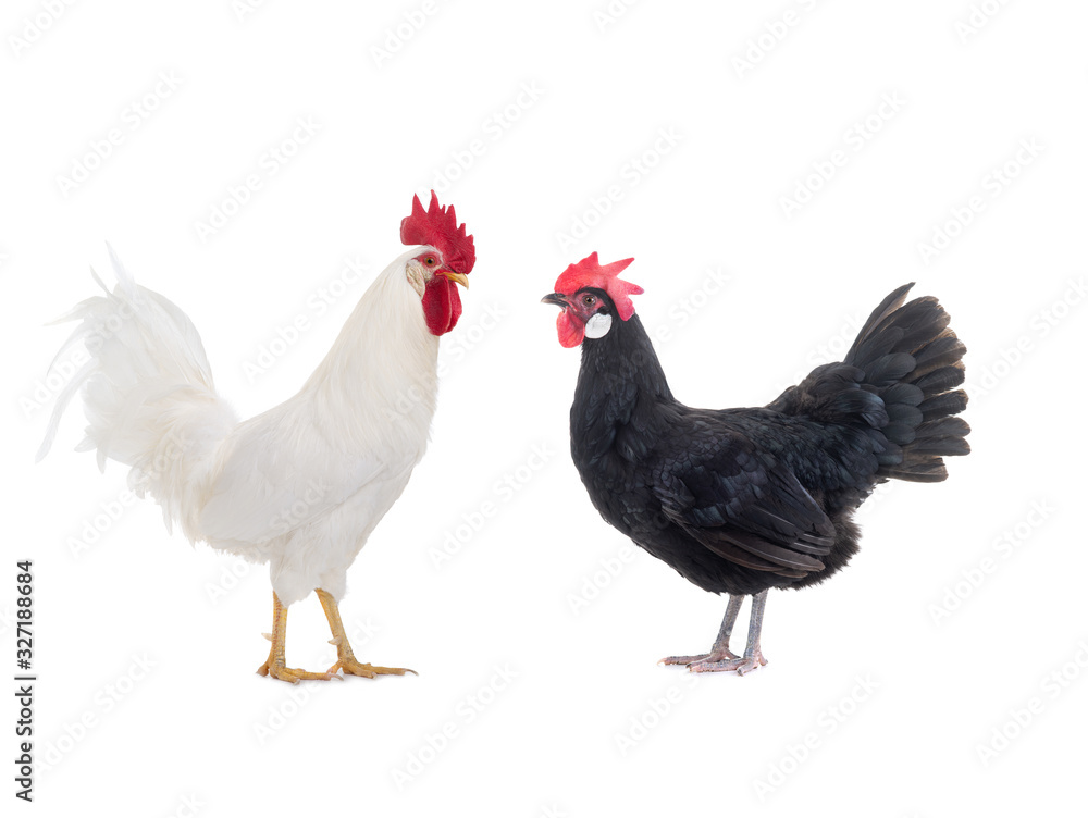 White Cockerel and Black Chicken isolated on a white background.