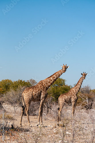 Angolan Giraffes - Giraffa giraffa angolensis-walking through the bushed of Etosha National Park  Namibia