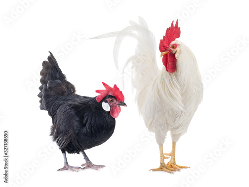 White Cockerel and Black Chicken isolated on a white background.