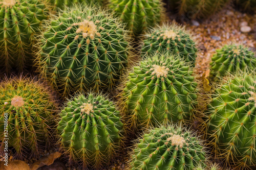 prickly plant that grows in the desert, cacti of different sizes