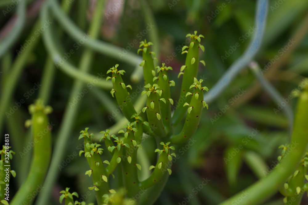 natural background, a plant growing in deserts and steppes, in a botanical garden natural background, a plant growing in deserts and steppes, in a botanical garden