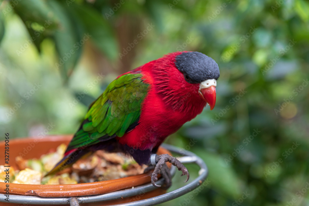 colorful parrot colorful parrot
