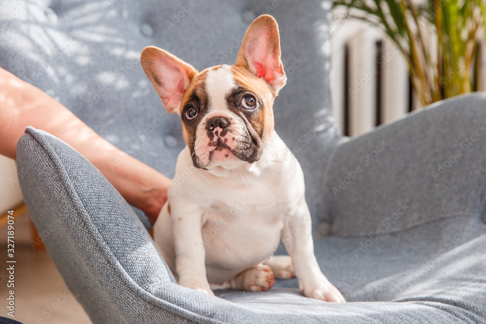French bulldog puppy sitting on the couch, looking at the camera, Studio