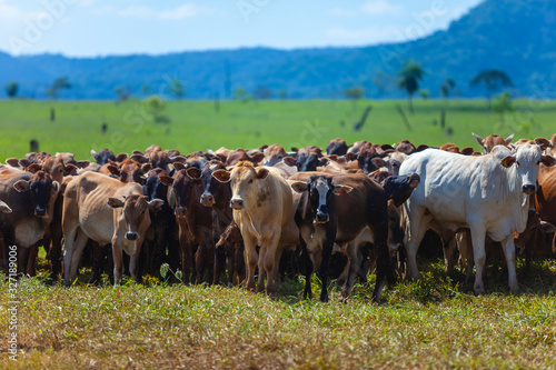 Wallpaper Mural matrizes Nelore e bezerros da raça Bonsmara Torontodigital.ca
