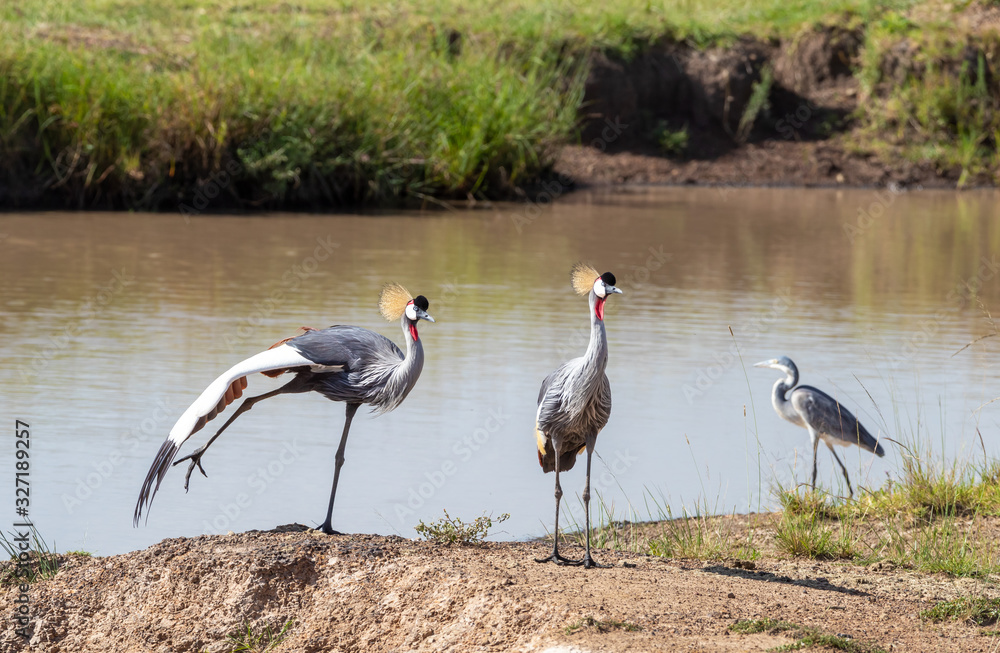 Fototapeta premium Grey-crowned cranes and a grey herons at a waterhole in the Masai Mara