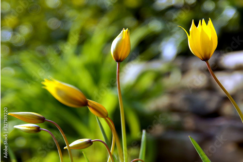 Wild yellow tulips with green and stone background. wild tulip are under protection, nature conservancy	 photo