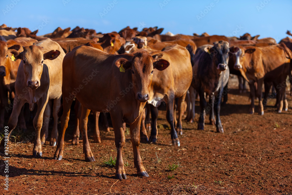 bezerros no pasto, raça Bonsmara bezerros no pasto, raça Bonsmara