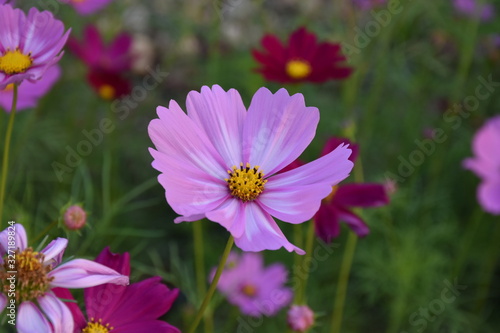 Cosmos flowers with natural background