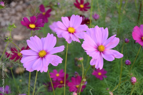 Cosmos flowers with natural background