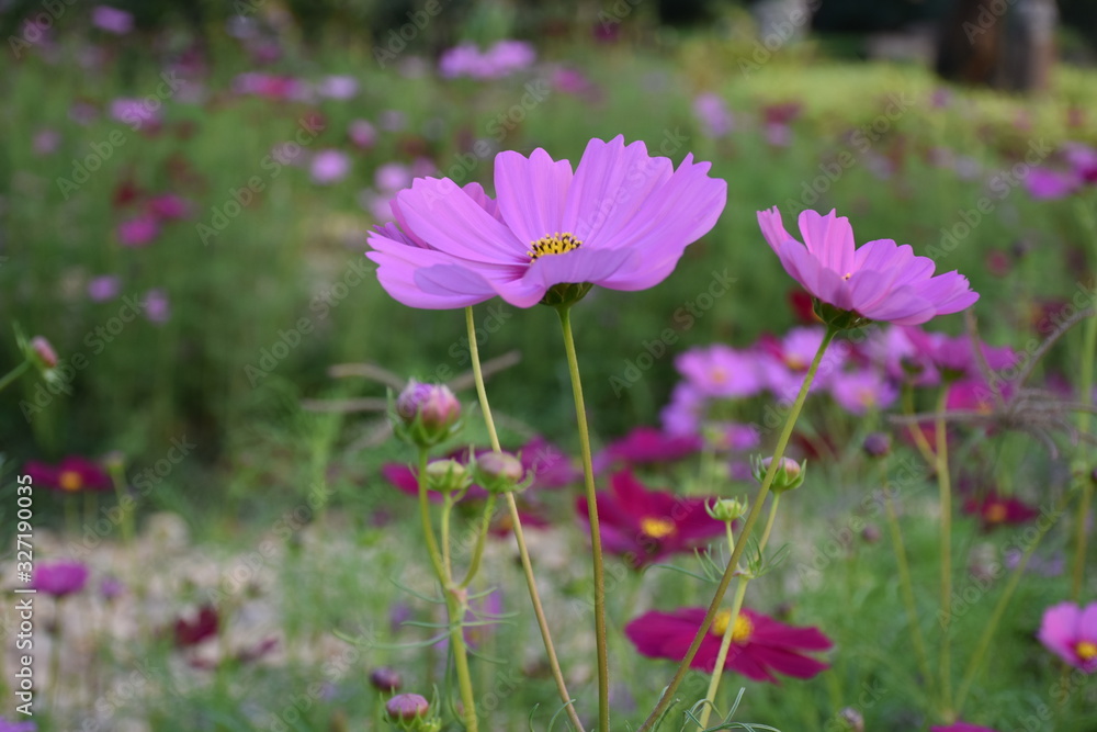Cosmos flowers with natural background Cosmos flowers with natural background