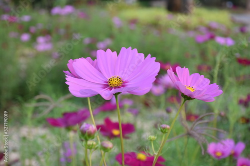Cosmos flowers with natural background © Sophon_Nawit