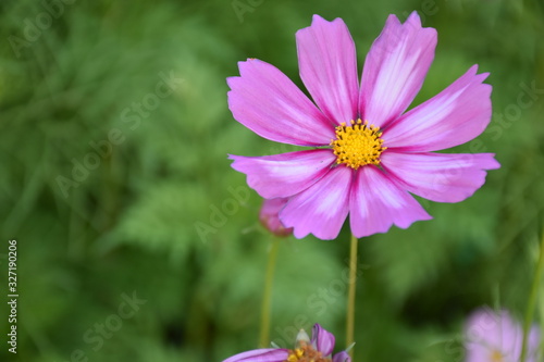 Cosmos flowers with natural background