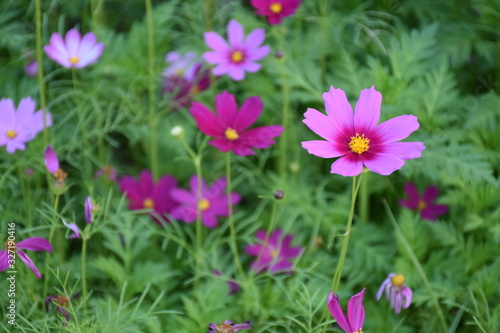 Cosmos flowers with natural background