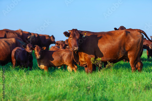 vacas e filhotes da raça Bonsmara no pasto photo