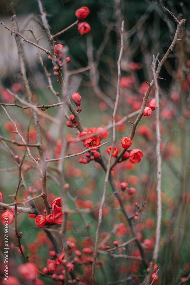 red berries on tree