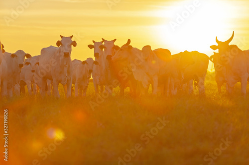 vacas e bezerros da raça Nelore no pasto ao por do sol photo