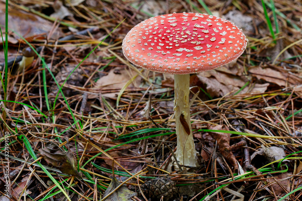 Red fly agaric (amanita muscaria) in the forest. Red fly agaric (amanita muscaria) in the forest.